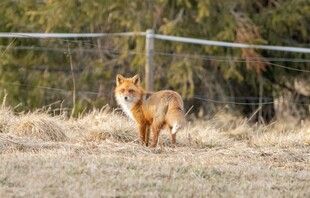 田野中的站立狐狸