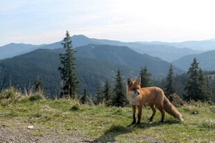 山间孤狐眺望远方