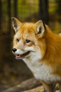 秋日林中的微笑狐狸