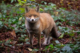 森林中的红狐狸