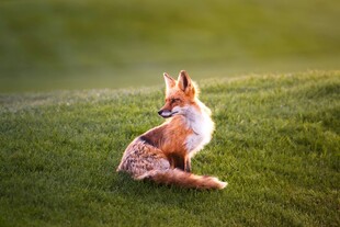 草地上的回首狐狸