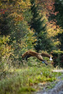 林间跳跃的灵动松鼠