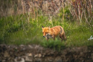 草地上的红狐狸