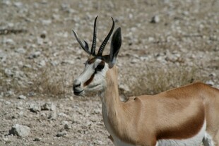 优雅羚羊于荒野中