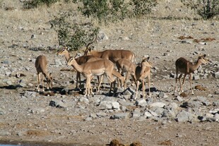 沙漠中的羚羊群