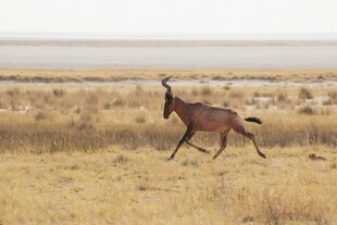 草原上奔跑的羚羊