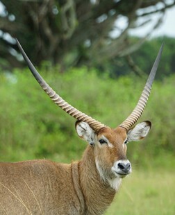 草原上的长角羚羊