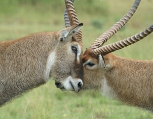 羚羊亲密互动瞬间