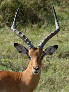 草原上的羚羊特写