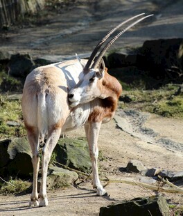 长角羚羊站立于户外场景