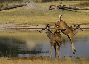 水边鹿交配场景