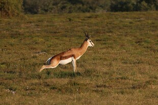 草原上奔跑的羚羊
