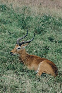 草地上休憩的长角羚羊