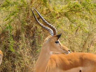 草原上的优雅羚羊