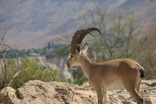 岩石上的长角山羊