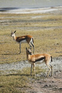 草原上的两只羚羊