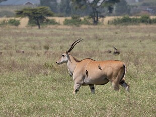 草原上奔跑的长角羚羊