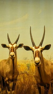 草原上的两只长角羚羊