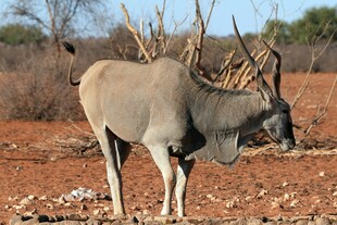 草原上的大羚羊