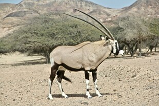 沙漠中的长角羚羊