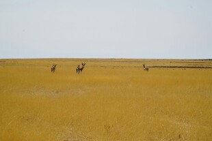 广袤黄土地上的几个人影