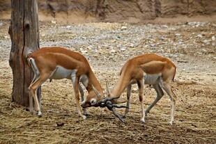 两只羚羊角力瞬间