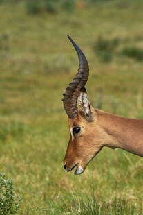 草原上的羚羊特写