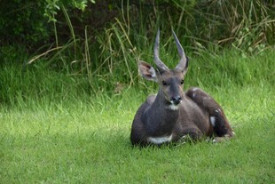 草地上休憩的长角羚羊
