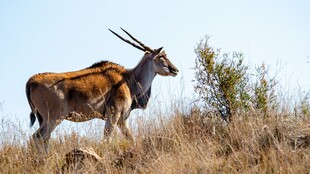草原上的长角羚羊
