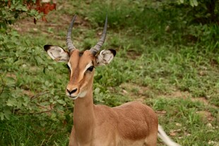 草原上的优雅羚羊