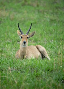 草地上休憩的长角小鹿