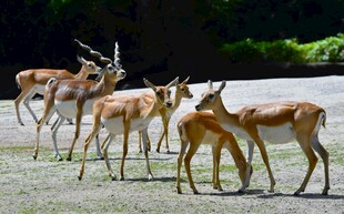 草原上的一群优雅羚羊
