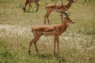 草原上的优雅羚羊