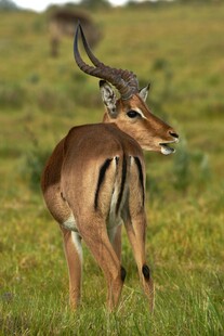 草原上的优雅羚羊