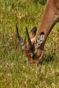 羚羊低头食草于绿草地