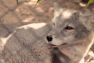 灰白狐狸侧卧休憩