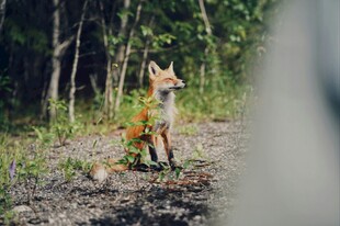 林中站立的红狐