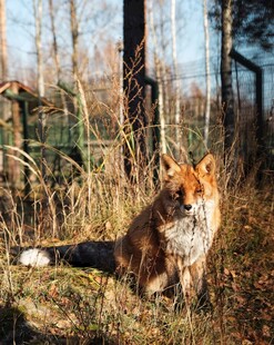 野外草地上的一只红狐狸