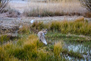 湿地中的飞鸟与自然景观