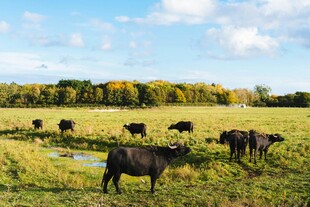 草原上的牛群悠然吃草