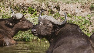 水中休憩的两头水牛