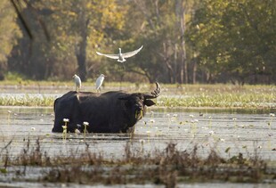 水牛在湿地中的自然景象