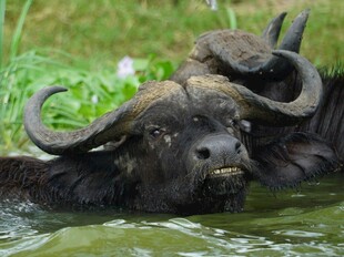 水中嬉戏的水牛