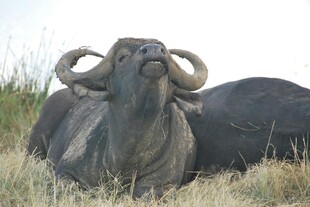 草地上休憩的长角水牛
