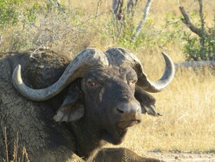 草原上休憩的长角野水牛