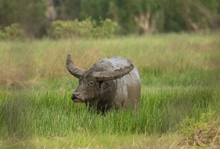 草地上的水牛
