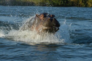 河马水中奔腾溅起水花