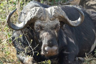 草原上休憩的大角野水牛