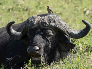 草地上休憩的长角水牛