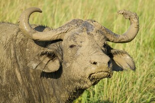 水中的长角水牛